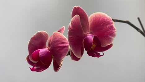 Still-shot-of-two-pink-orchid-flowers-outdoors-with-white-background