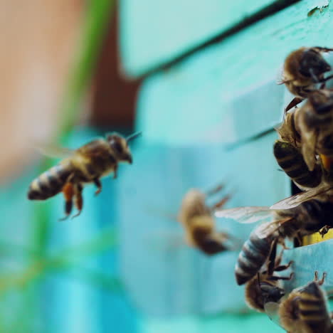 Close-up of busy bees flying into the entrance to the blue wooden hive. The bees with pollen crawl out and climb into the hive. Agriculture beekeeping concept