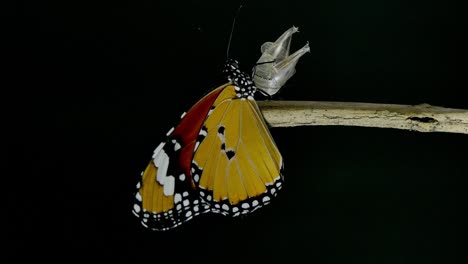 4k footage monarch butterfly sitting on tree branch over black background