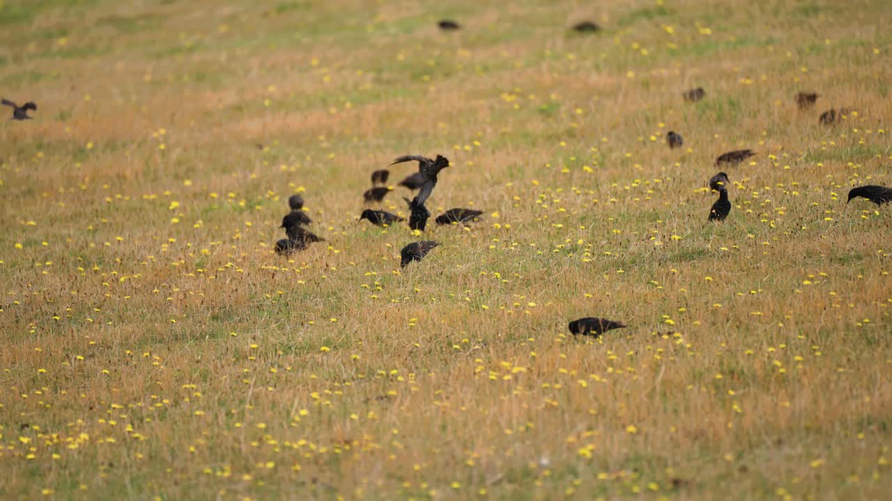 una bandada de pequeñas aves negras se alimenta en el campo salpicado de flores amarillas