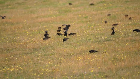 A-flock-of-small-black-birds-feeds-on-the-field-dotted-with-yellow-flowers