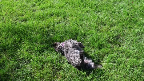 mezcla de yorkshire terrier-poodle le encanta frotar su espalda en la exuberante hierba verde después de oler el césped con atención