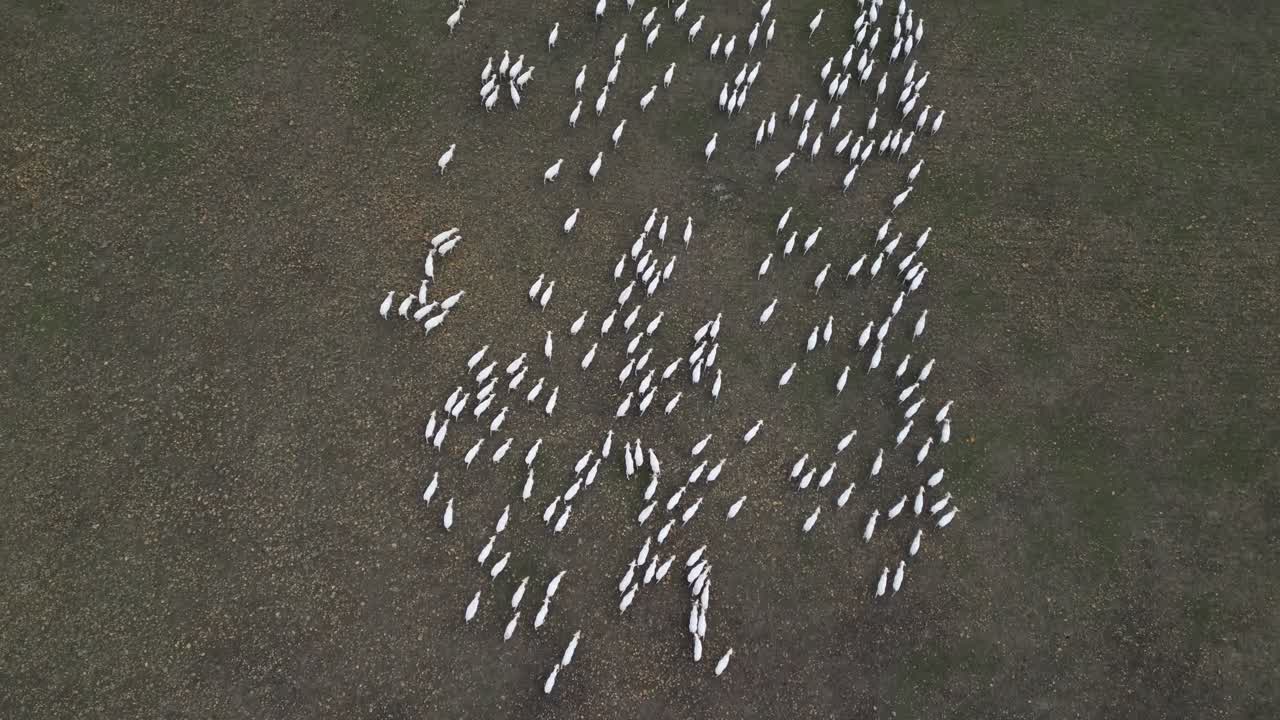 Flock of sheep in a large field