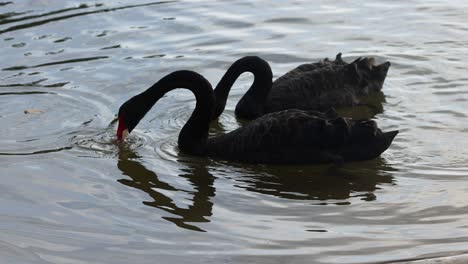 dos cisnes negros interactuando en el agua tranquila