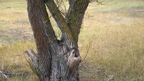 Trunk of dead tree in arid field Bacs-Kiskun County, Hungary during drought