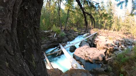 pan from the trunk of a douglar fir overlooking the rapids on the rogue river before the natural bridge