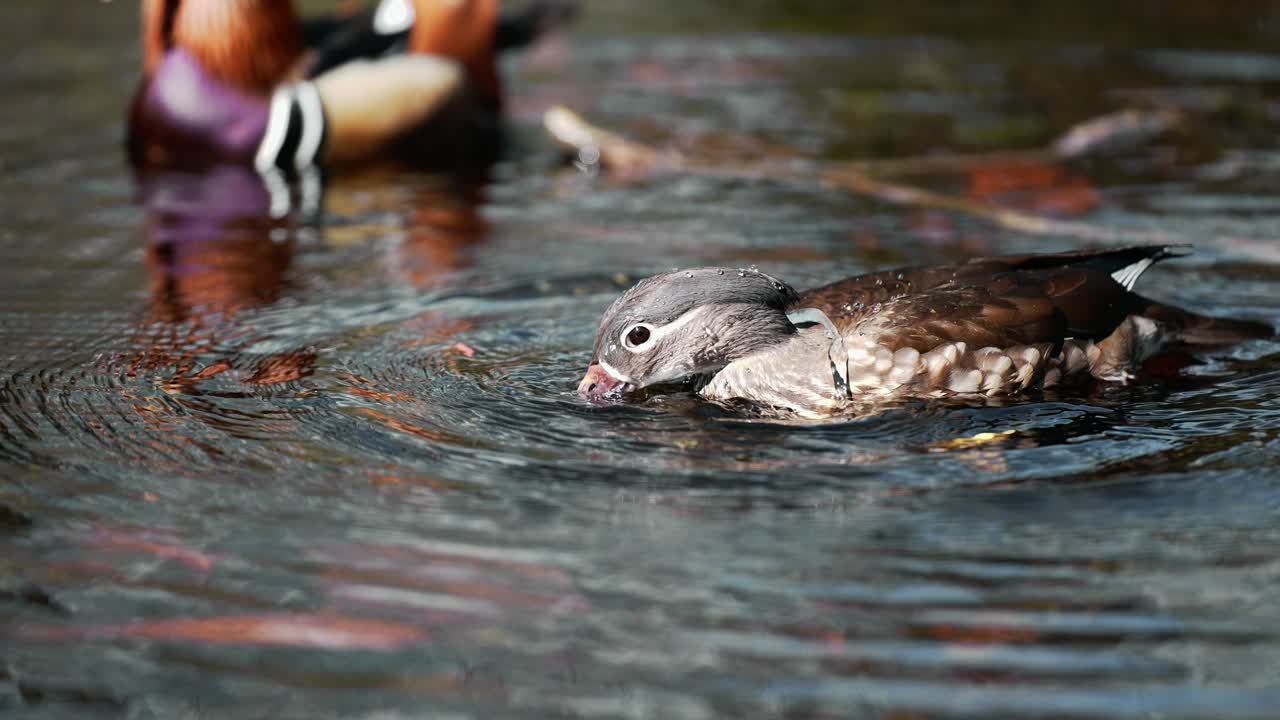 pato mallard sumergir la cabeza bajo el agua cazando comida en cámara lenta