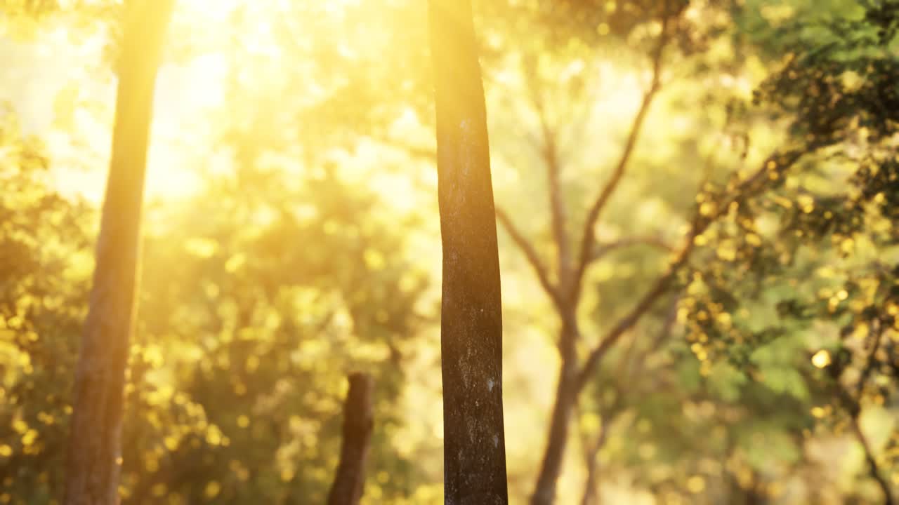 лиственничный лес с солнечным светом и тенями на рассвете