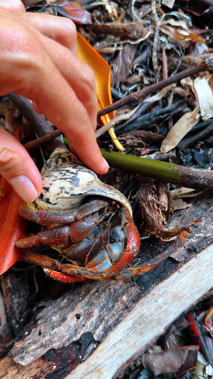 Stripy shell with a crab hiding inside. Female hand touches the shell with sea creature. Close up. Vertical video