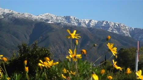 wild flowers near a mountain sway slightly with a passing breeze