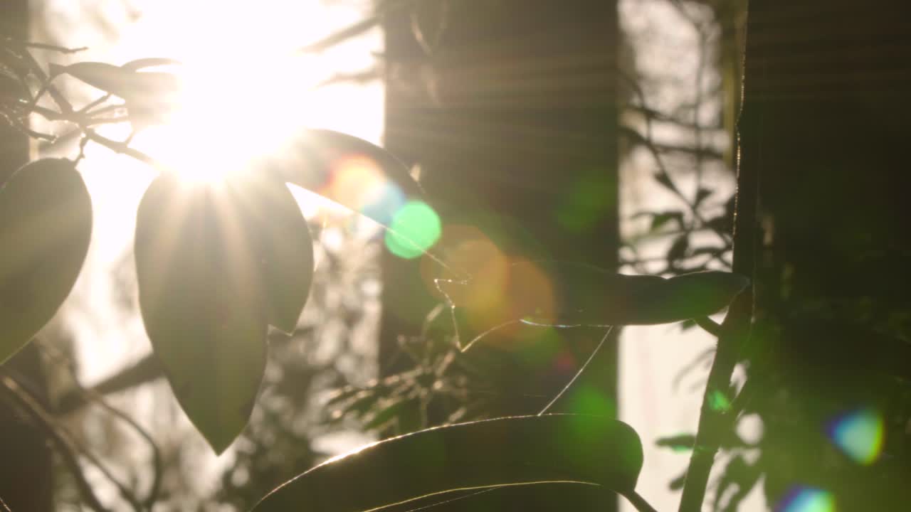left to right pan of sun shining through foliage