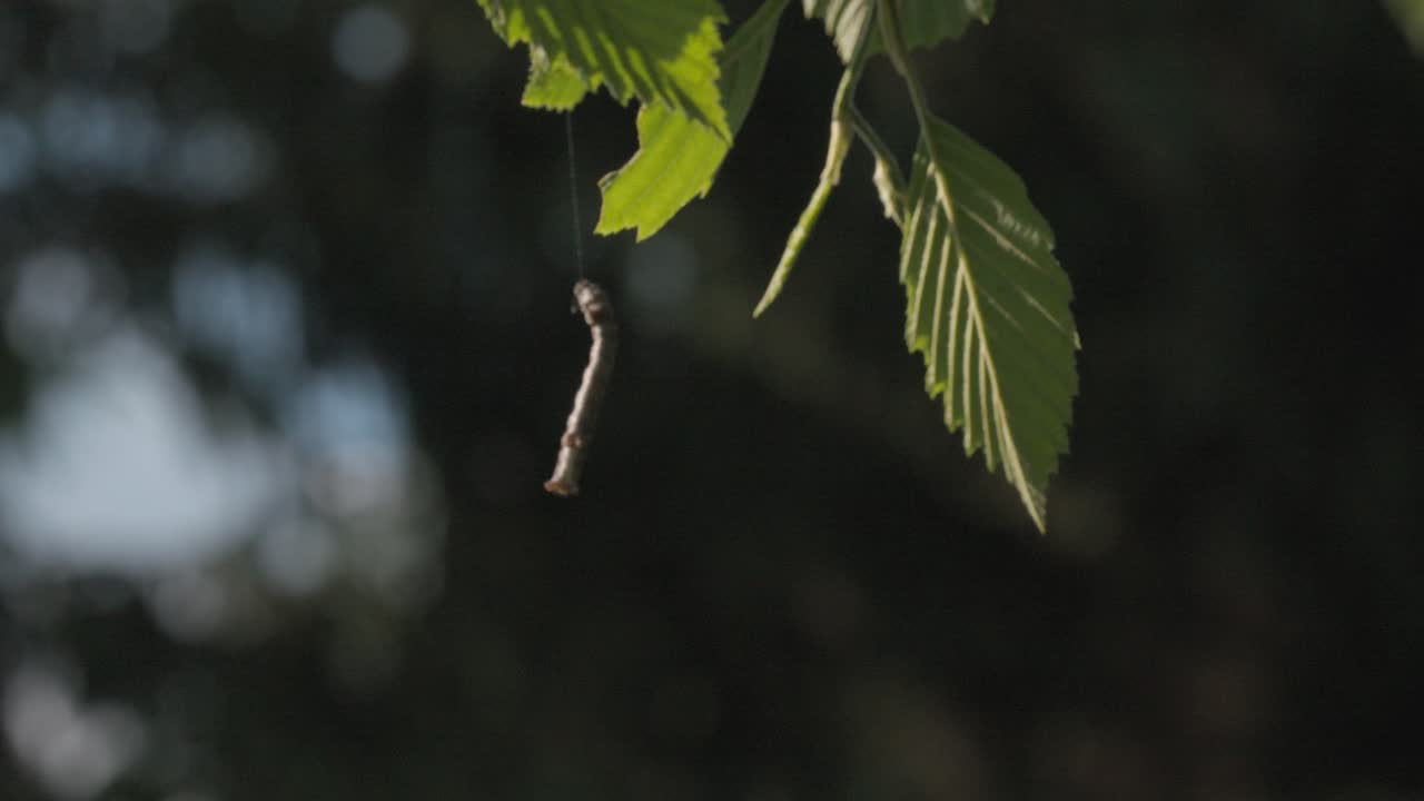Caterpillar Hanging from a Tree Branch