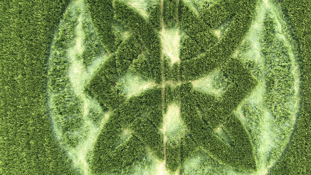 Aerial view rising over elaborate Wiltshire crop circle 2025 pattern on malting barley field
