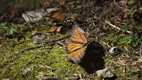 Close-up-of-a-monarch-butterfly-on-mossy-ground,-showcasing-the-iconic-orange-and-black-patterned-wings-amidst-natural-surroundings