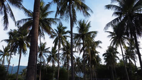 Alto-árbol-Tropical-De-Palma-De-Coco-De-Pie-Contra-Un-Cielo-Azul-Claro-No-Contaminado,-Exótico-Paraíso-Turístico-Para-Unas-Vacaciones-Tranquilas-Y-Relajadas