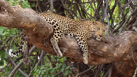 een waakzame mannelijke luipaard die rust in een boom in het mashatu-wildreservaat, botswana