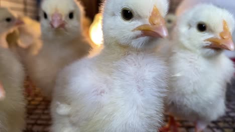 close up of curious baby chicken chicks in a pen