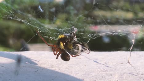 araña en telaraña envolviendo abejorros presa
