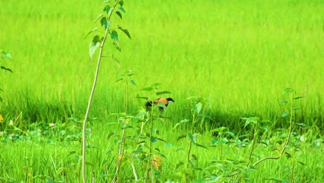 a bird perched and then flew amidst lush green paddy fields in bangladesh