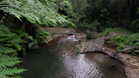 flowing creek surrounded by lush greenery