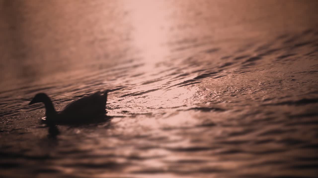 오리가 일렬로 헤엄친다