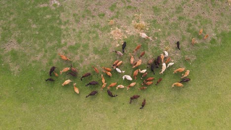 Rebaño-De-Vacas-En-Un-Campo-De-Hierba