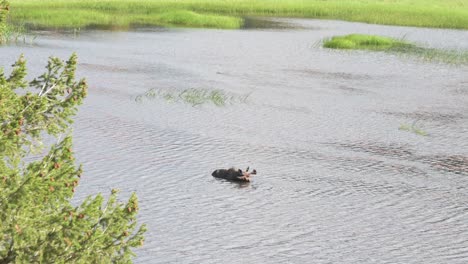 Alces-En-El-Río,-Refrescándose-En-Un-Caluroso-Día-De-Verano