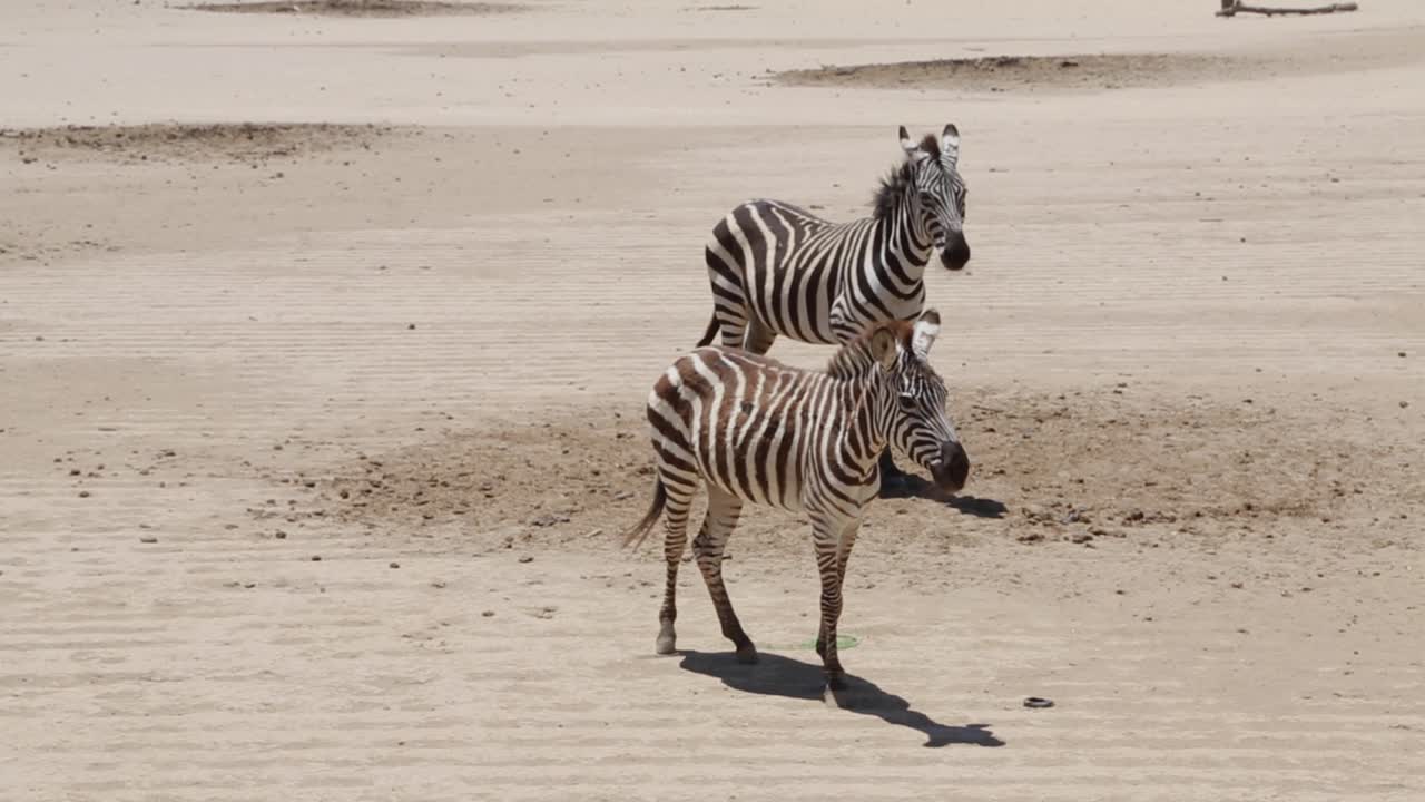 disparo de mano de dos cebras paradas en un entorno zoológico mientras contemplan sus alrededores