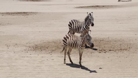 handheld shot of two zebras standing still in a zoo environment while contemplating their surroundings