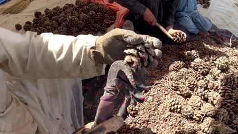 extracting pine nut clusters