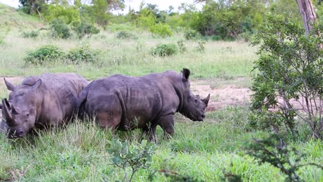 Volle-Aufnahme-Von-Drei-Nashörnern,-Die-Im-Sabi-Sand-Wildreservat-In-Südafrika-Stehen