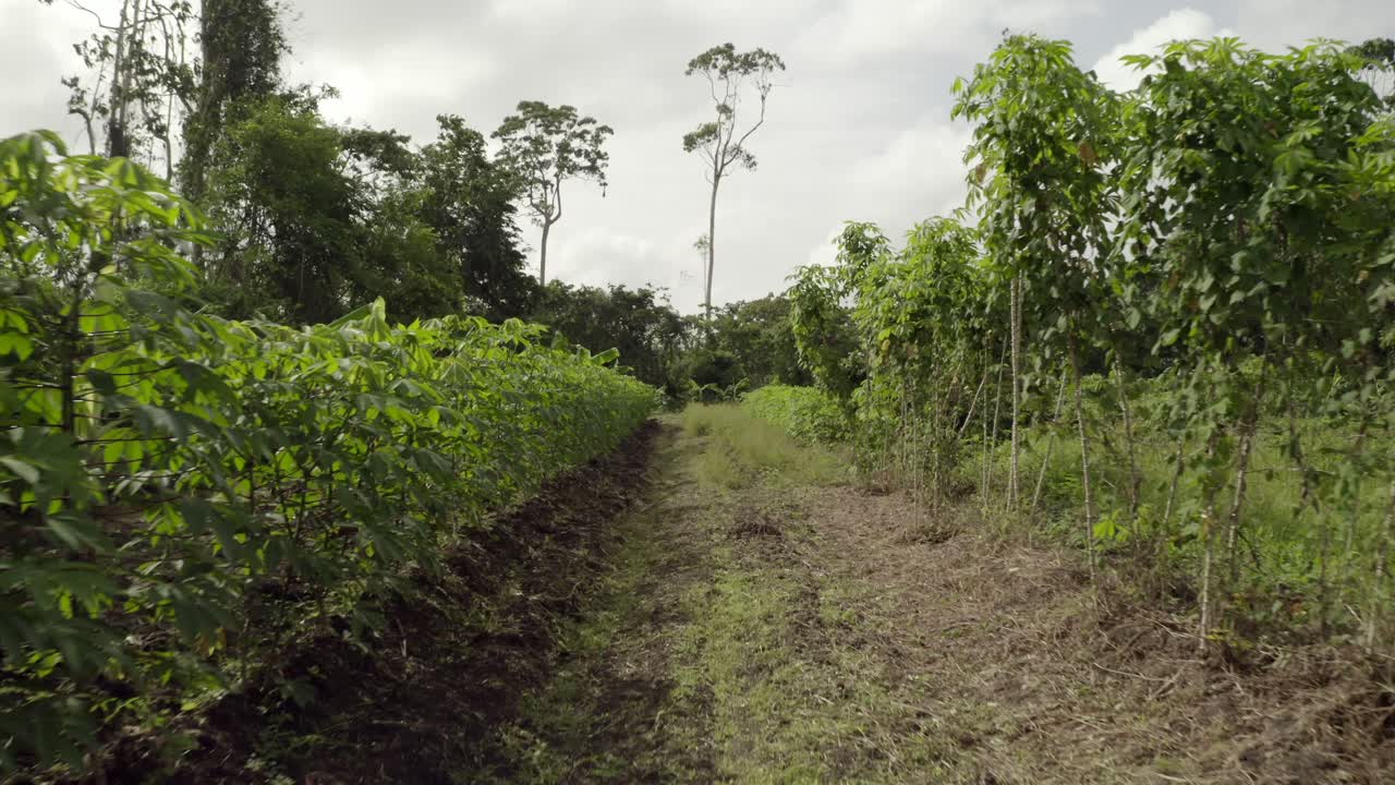 Cassava plants crop growing in South America, low ground level view
