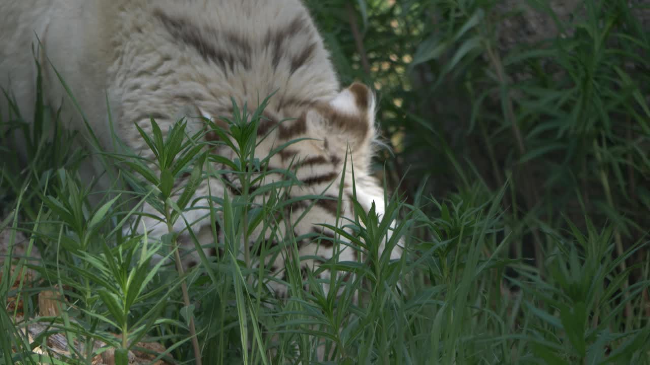 Tigre dal manto chiaro che si muove furtivamente attraverso la fitta vegetazione - ripresa di inseguimento a mano libera