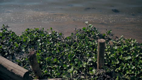 Water-plants-growing-near-a-wooden-path-by-a-lake-in-Aveiro,-Portugal