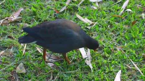 close-up-shot-of-Dusky-Moorhen,-Gallinula-tenebrosa-finding-and-feeding-food-on-grass-near-lake