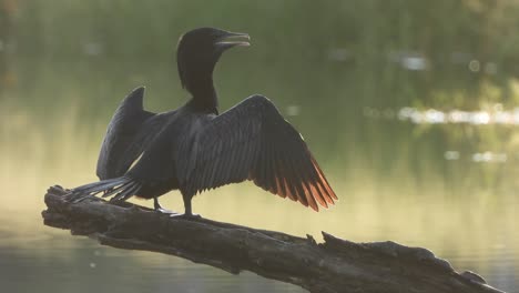 cormorant in pond area