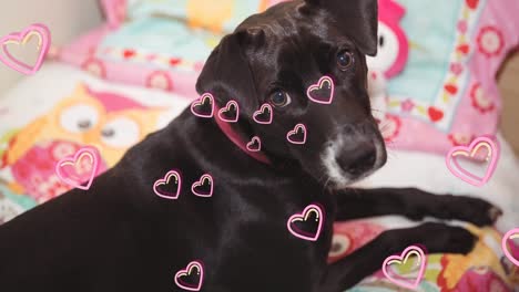 animación de los iconos del corazón flotando sobre el perro mascota negro en casa