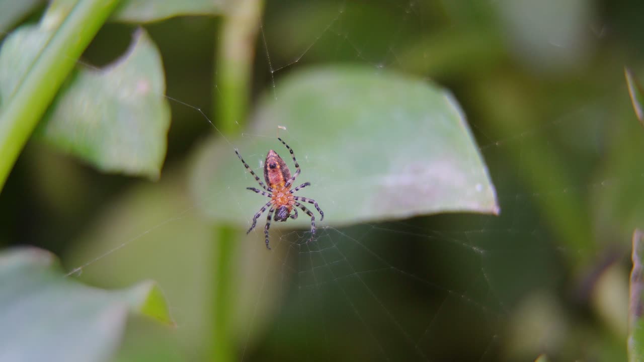 An Alpaida gallardoi spider eats her prey sitting at the center of the web.
