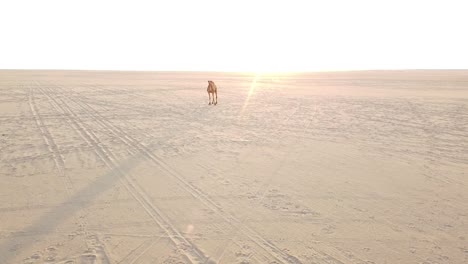 Camel-in-empty-Arabian-desert