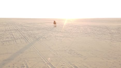 camel in empty arabian desert