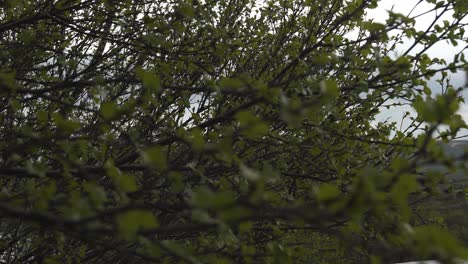 Closeup-of-branches-in-a-tree