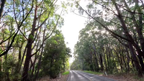 a serene drive through lush forest scenery