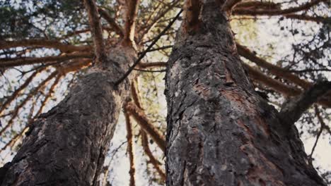 Zwei-Baum-Von-Unten-Geschossen