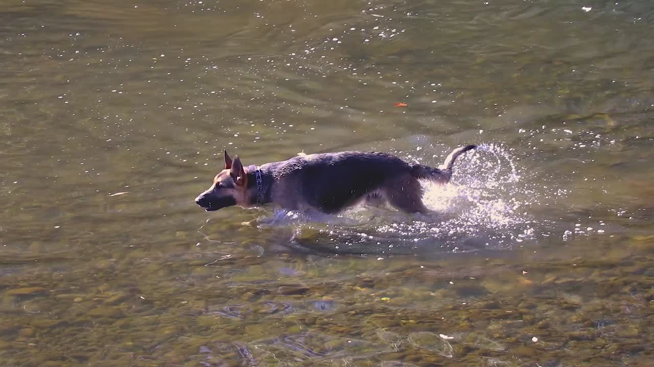 German Sheppard Dog Swimming In River  17 minute video