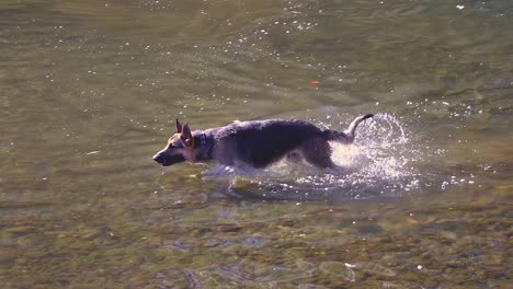 german sheppard dog swimming in river  17 minute video