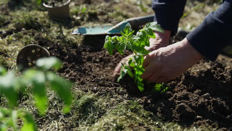 Slow-Motion-of-a-woman-gardening.-Planting-tomatoes.