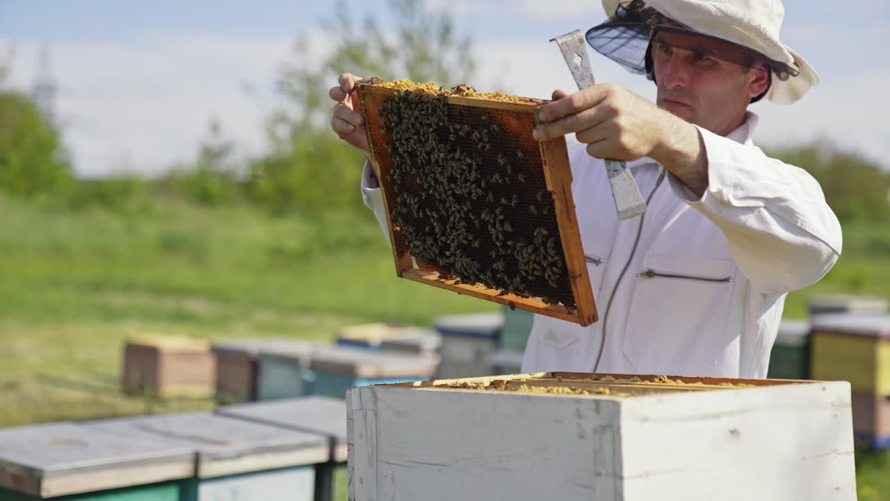 Apiarist examines bees in sunny day. Beekeeper in white suit holding a frame with bees and putting it into a beehive. Apiculture concept.