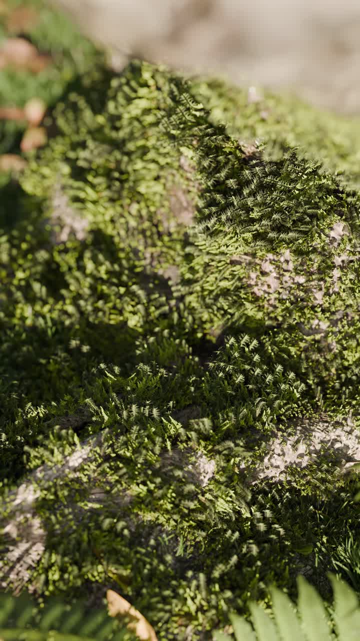 Close-up of Moss, Roots and Ferns