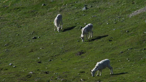 Group-Of-Dall-Sheep-Grazing-In-Green-Pasture-In-Kluane-National-Park,-Yukon,-Canada---Wide-Shot