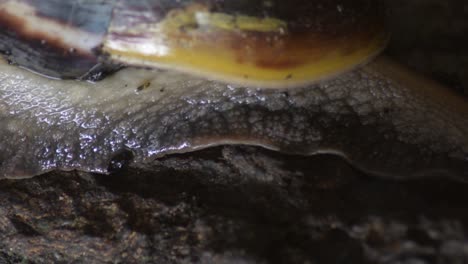 detail of body of giant snail crawling - achatina fulica